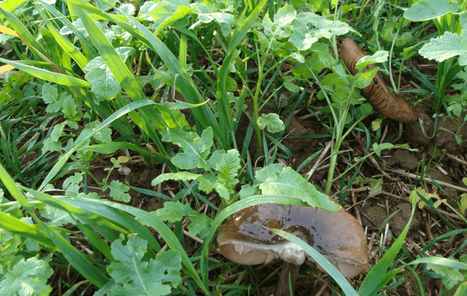 La qualité du semis et le vivant de votre sol garantirons la réussite de votre TM CIPAM.