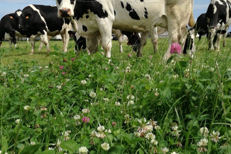 vache dans une prairie Dynamic