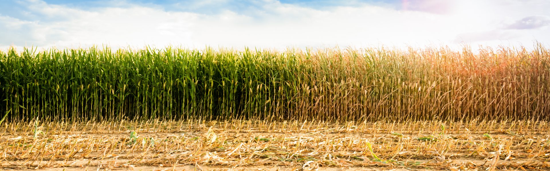 shutterstock 1168128835