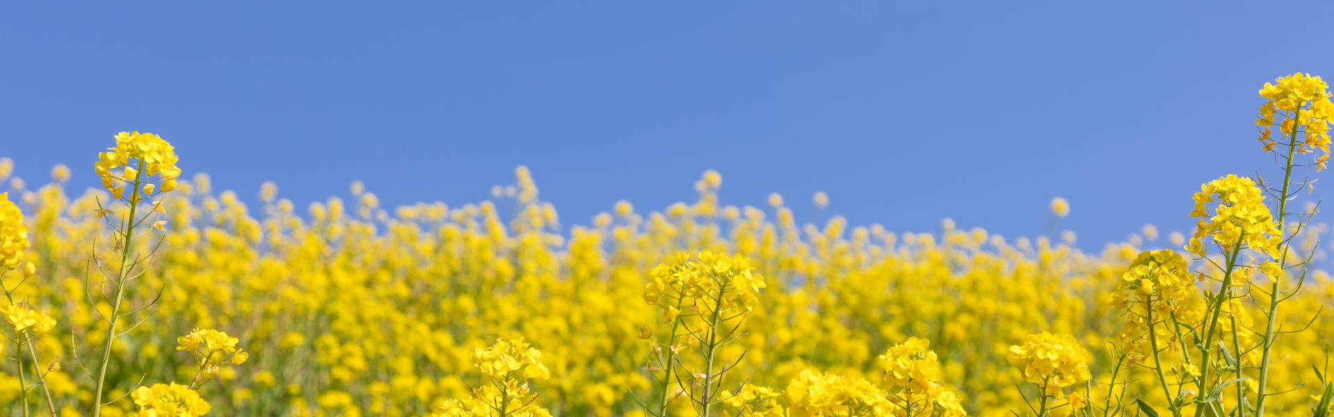 shutterstock 1663915090