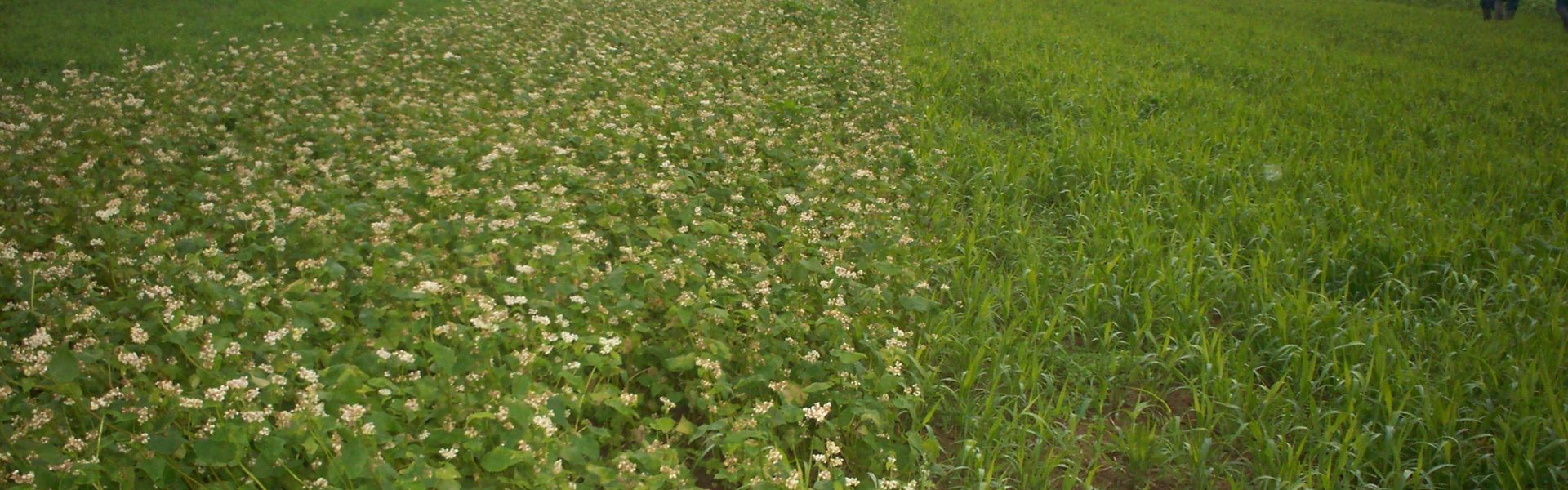 patrick ribaucourt sarrasin