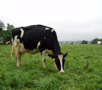 holstein2