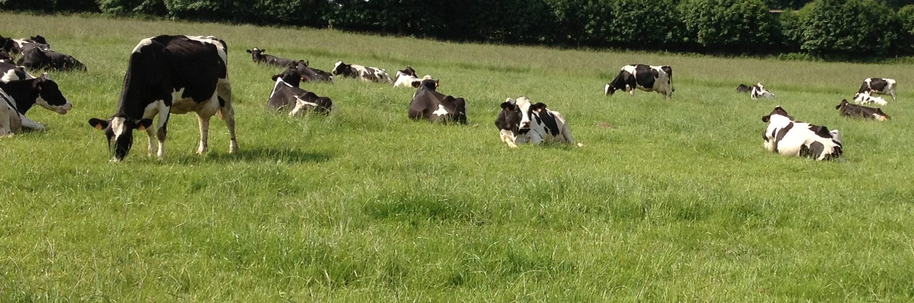 troupeau prim holstein