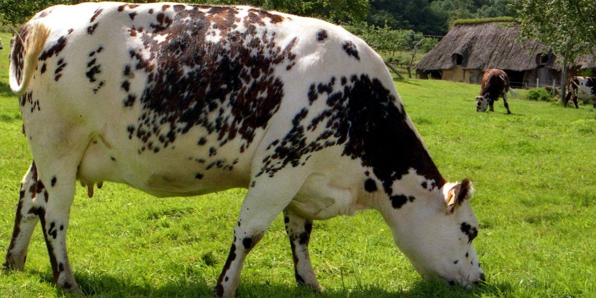 1200px vachesnormandes