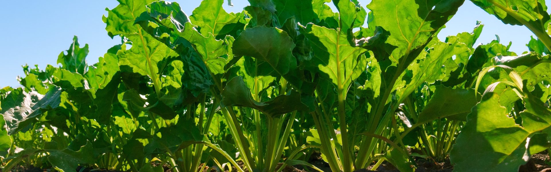 betterave shutterstock 311603969