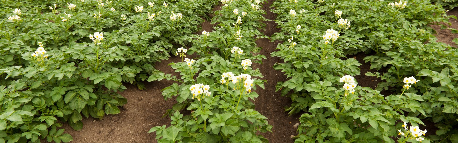 pdt shutterstock 105895715