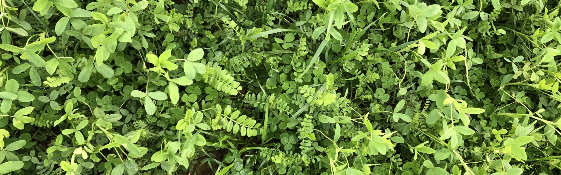 tmce photo méteil printemps