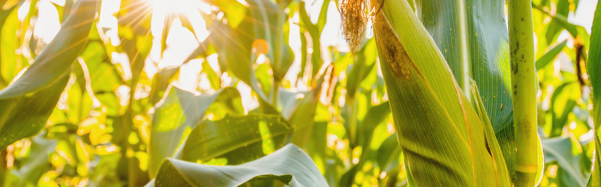 mais (starter maïs TMCE