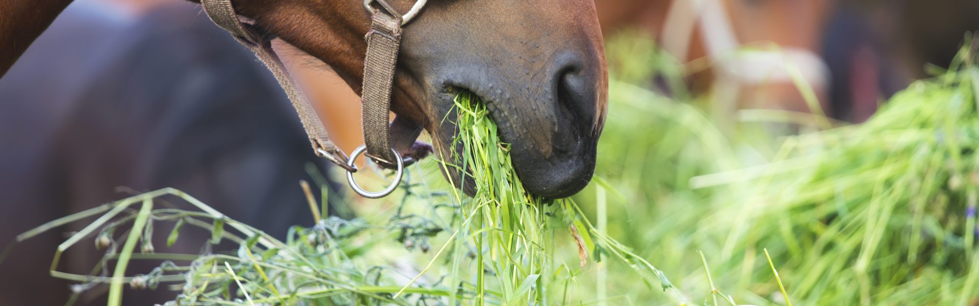 chevaux en exterieur