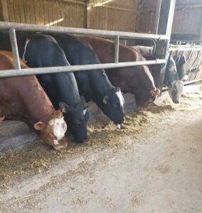 img 20230622 174754 2