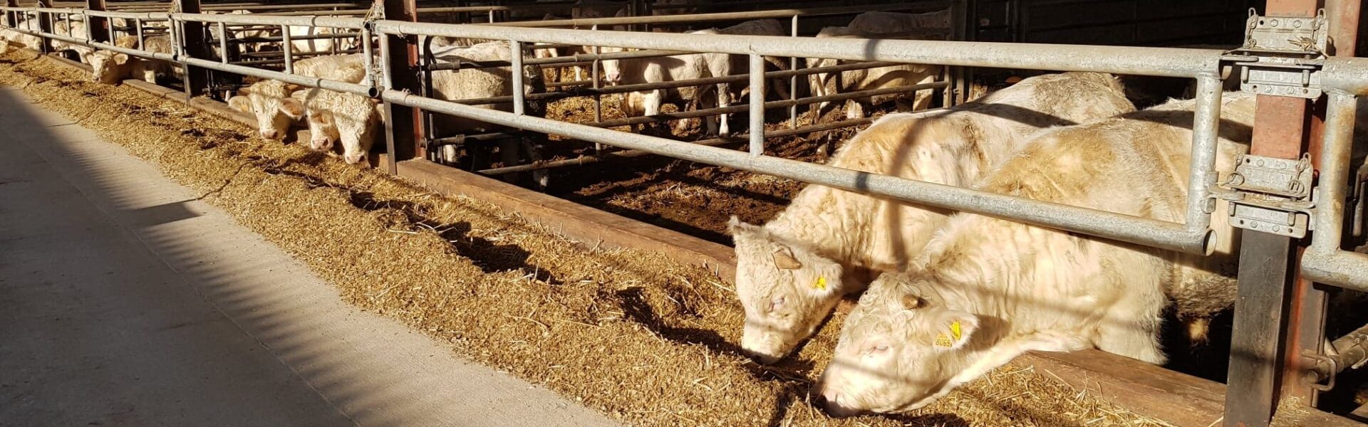 143670625 524137971883929 8693464115249352354 n