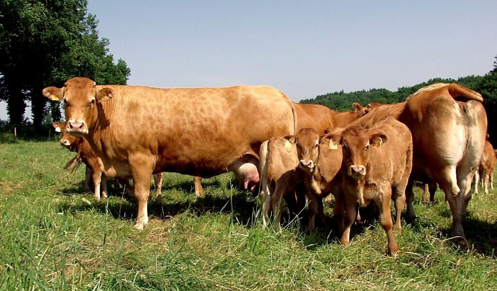 limousine moreau 2003 va