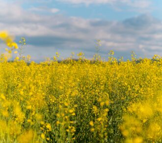 colza jaune