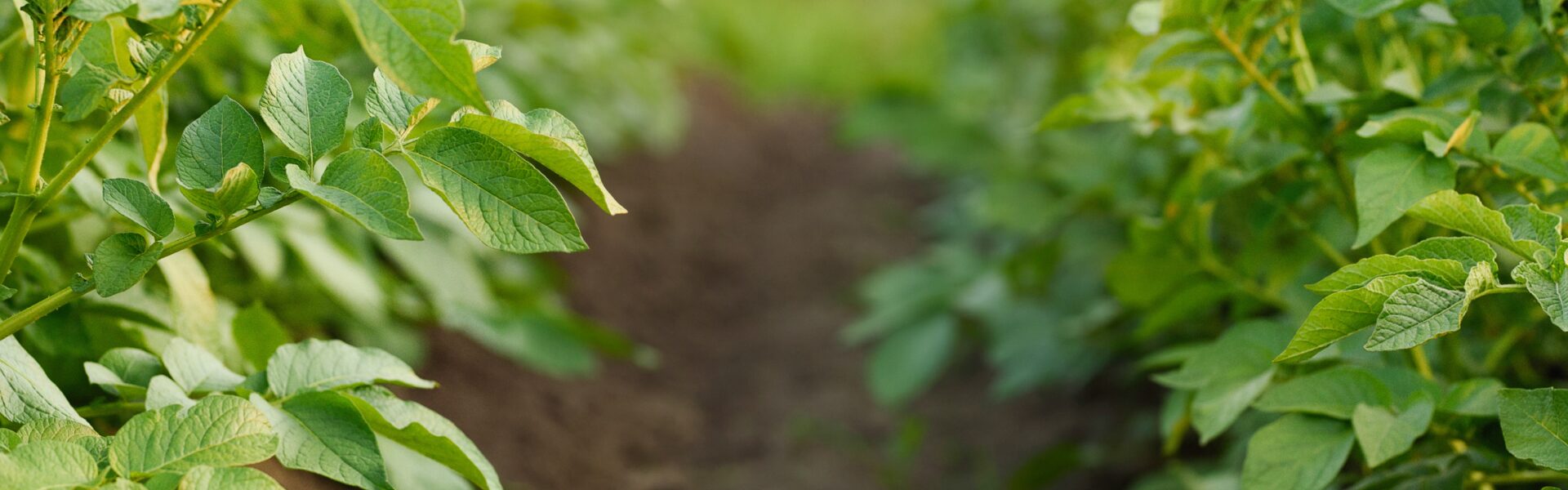 pdt shutterstock 2121787046