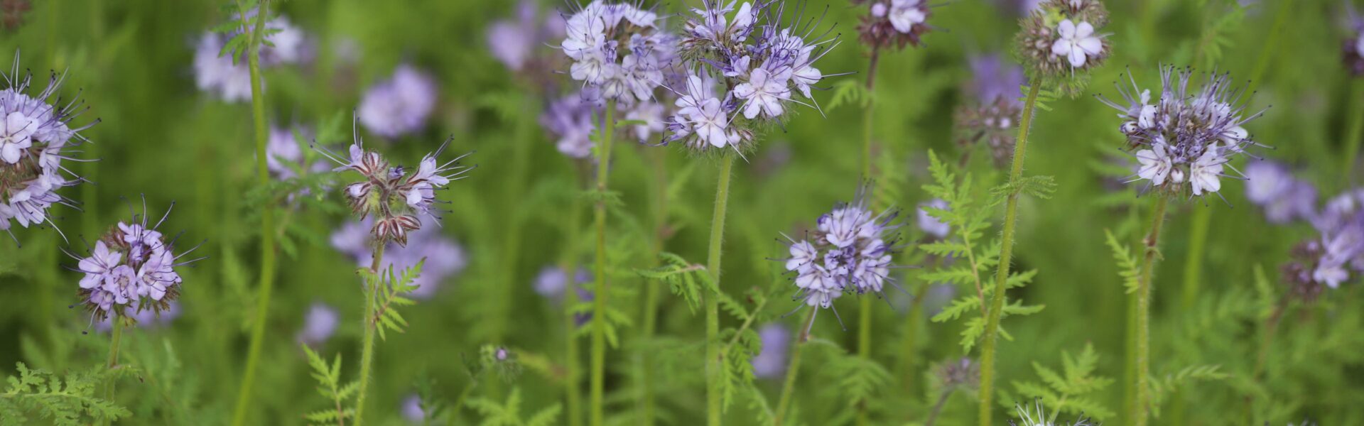 phacélie shutterstock 2472278203