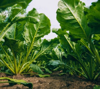 betterave shutterstock 478681675