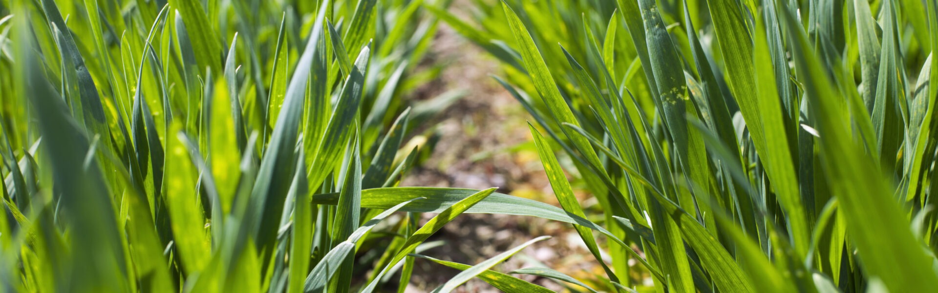 blé adobestock 202073344