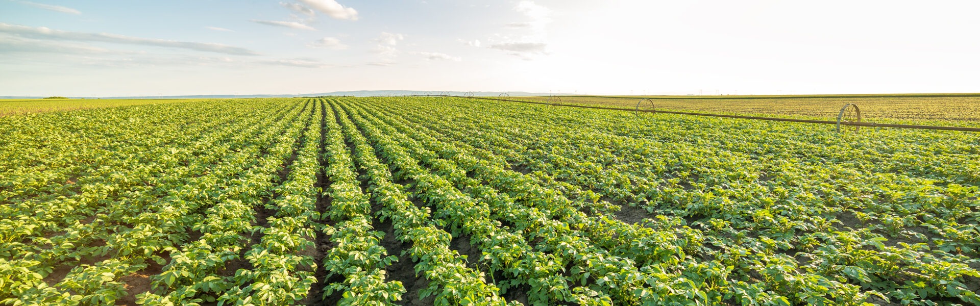 pdt shutterstock 504107605