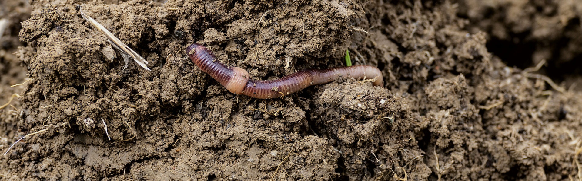 shutterstock 1378352807