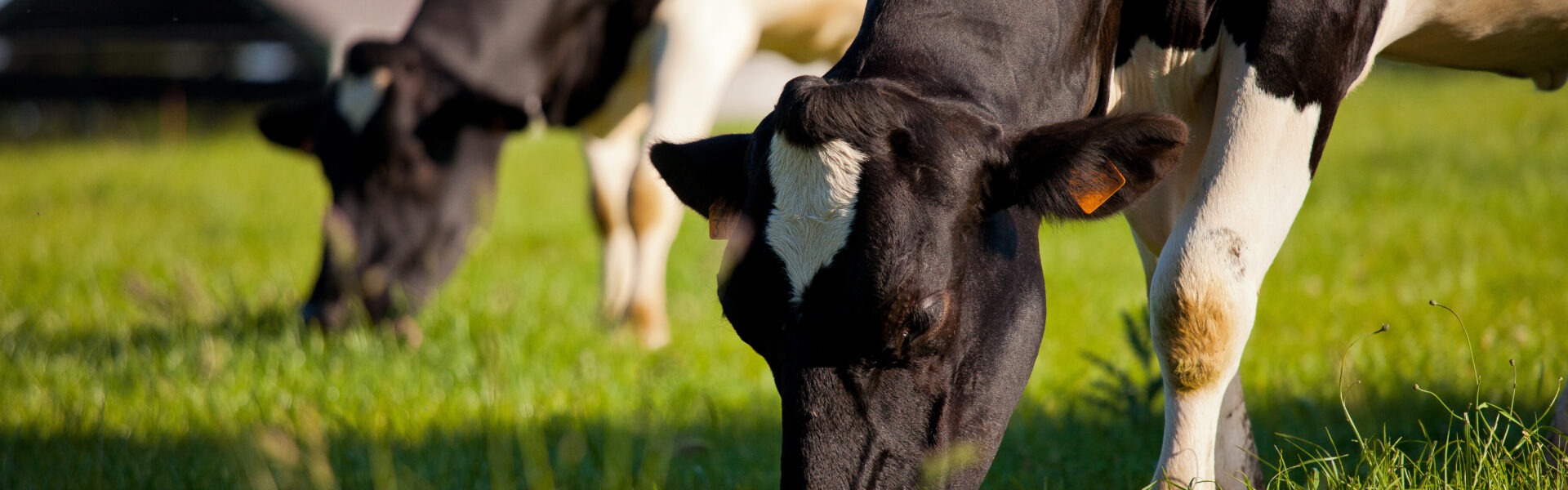 adobestock 311923878