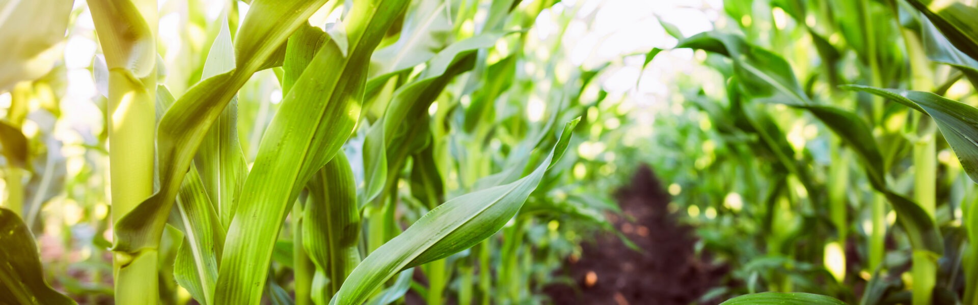 mais shutterstock 444821332