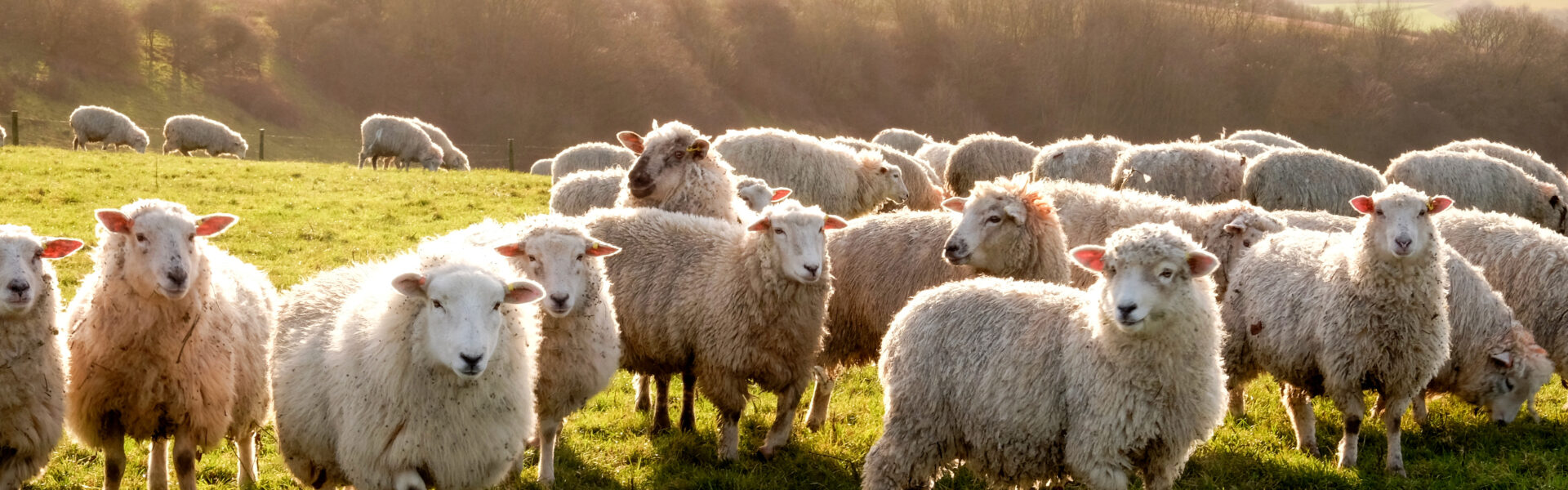 adobestock 316851410