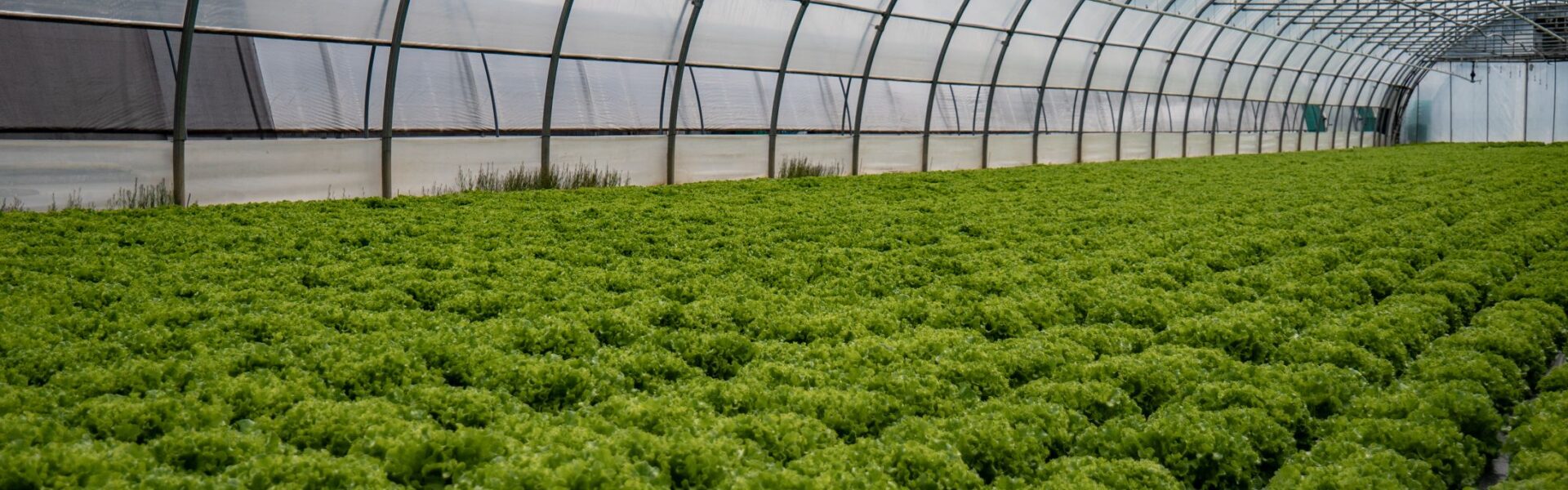 shutterstock 1373249795