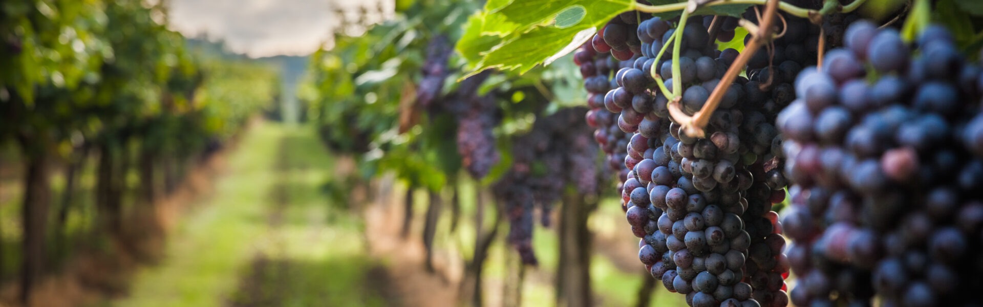 shutterstock 320746712