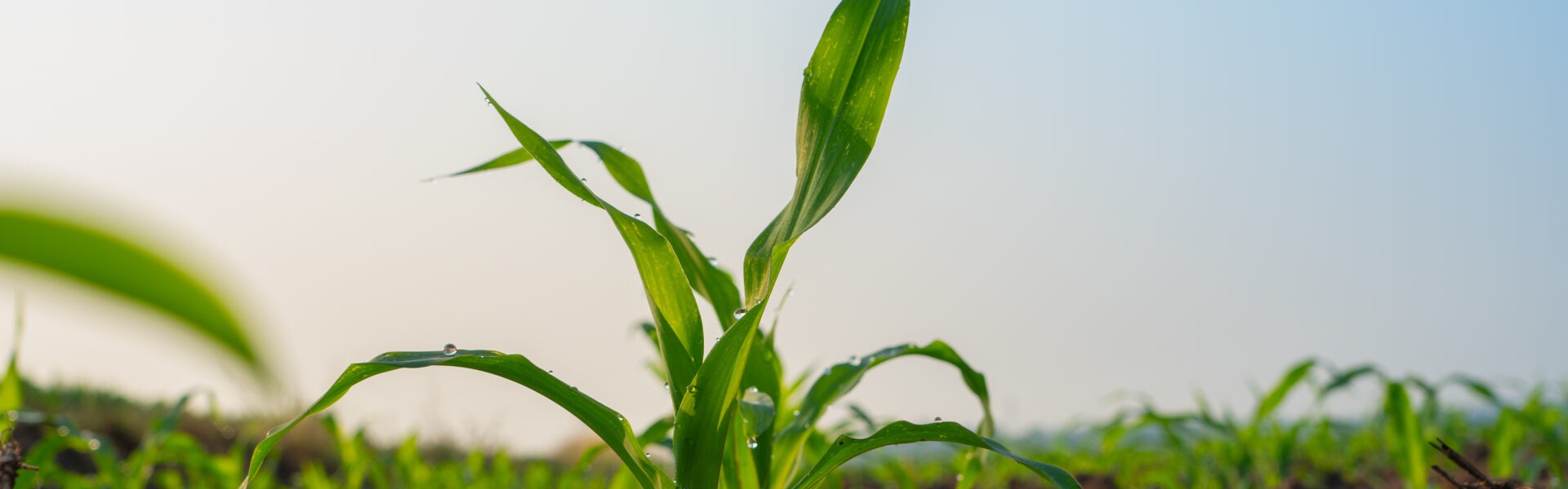 mais adobestock 314244580mais