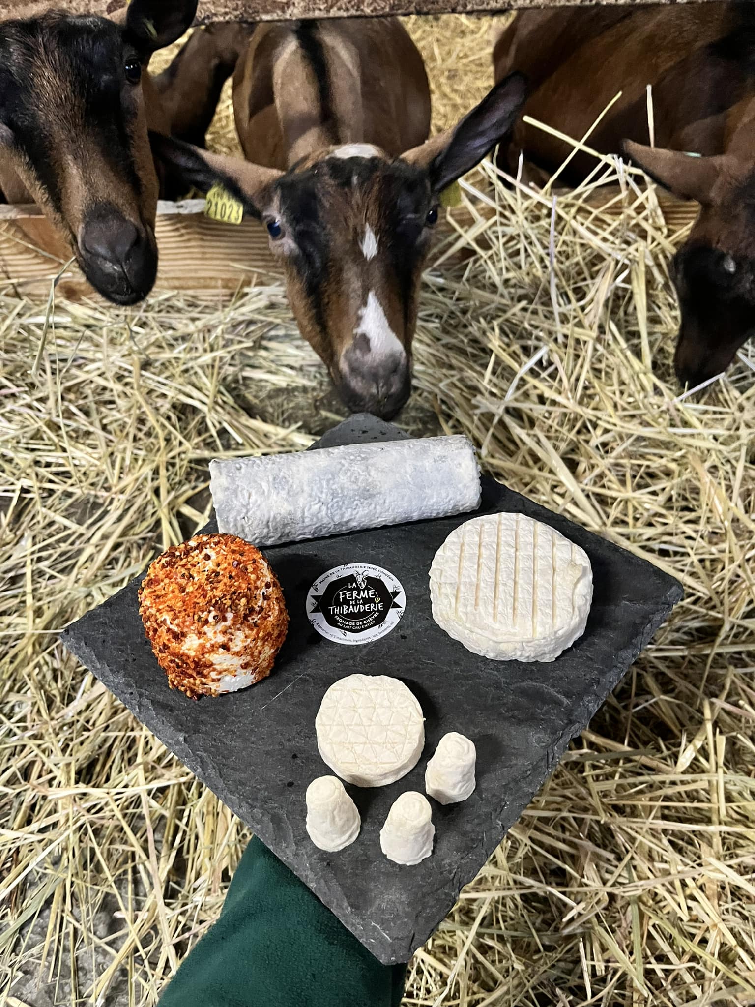 plateau de formage et chèvres