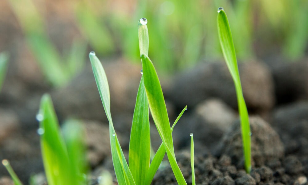 blé shutterstock 80738929