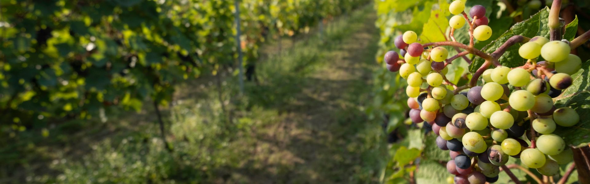 shutterstock 1817621354